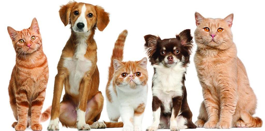 Доска объявлений о животных | ЗооТом - продажа, вязка и услуги для животных в Барыше