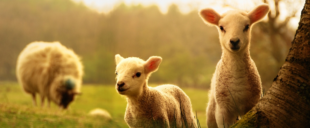 Объявления о сельскохозяйственных животных | ЗооТом - продажа, вязка и услуги для животных в Барыше