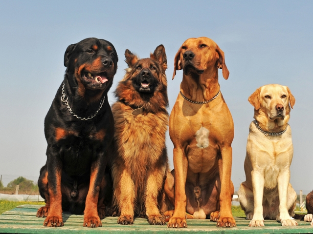 Крупные породы собак в Барыше | ЗооТом портал о животных